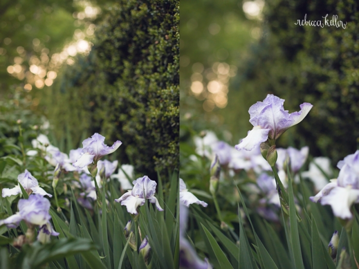 queen-dorothy-iris