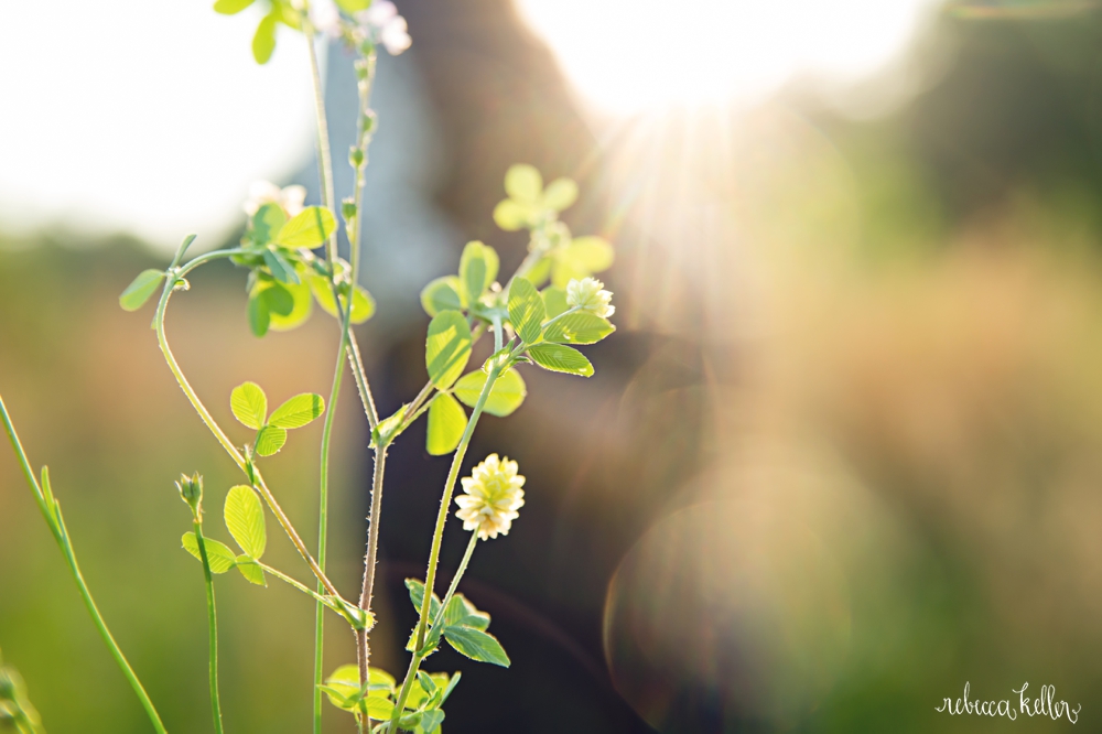 raleigh maternity portrait photography 45_4286