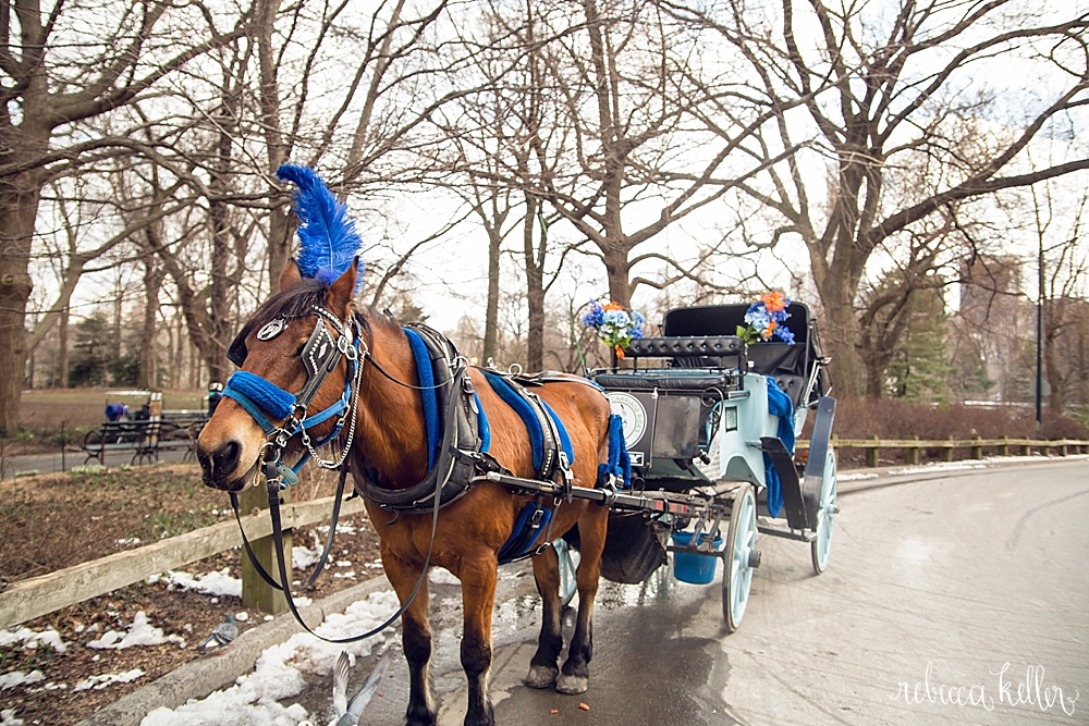 Central Park NYC Carriage Ride Photo