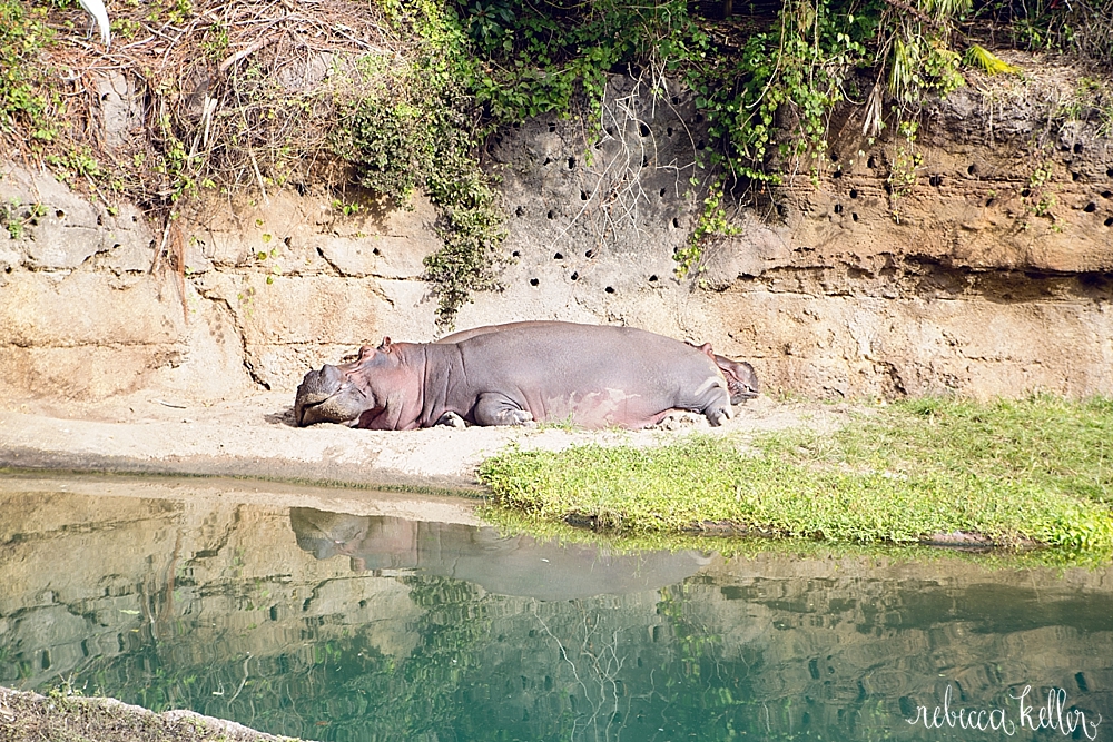 Disney Family Photographer 98.jpg