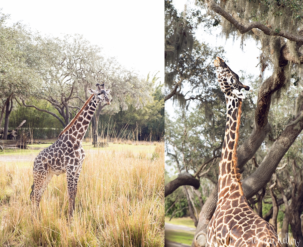 Disney Family Photographer 8.jpg