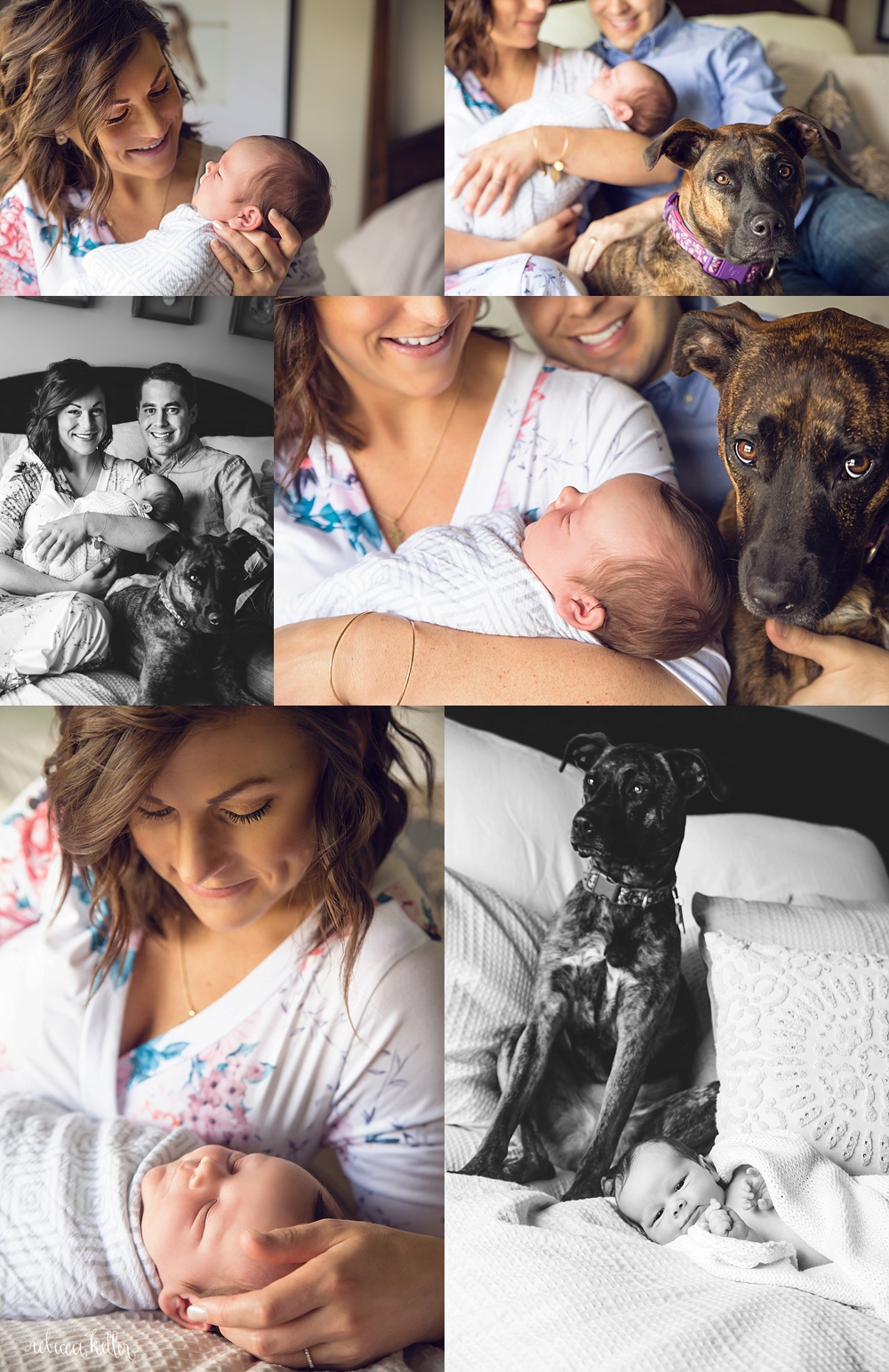 Raleigh Newborn Photos with Dogs 